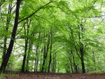 Nijreesbos